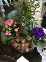 Indoor Plant garden